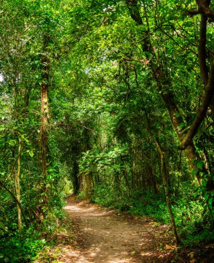 Kosta Rika 'daki Cahuita Milli Parkı manzarası