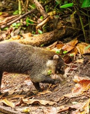 a white-nosed coati looking for food in the jungle at Cahuita, Costa Rica clipart