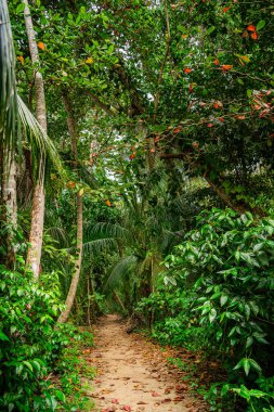 Kosta Rika 'daki Cahuita Milli Parkı manzarası