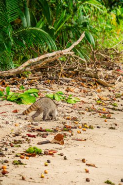 Kosta Rika sahilinde yürüyen rakun.