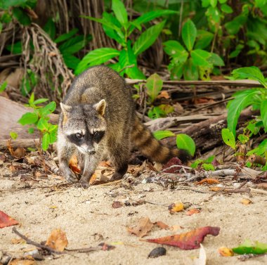Kosta Rika sahilinde yürüyen rakun.