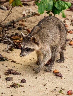 Kosta Rika sahilinde yürüyen rakun.