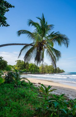 Kosta Rika 'daki Cahuita Milli Parkı manzarası