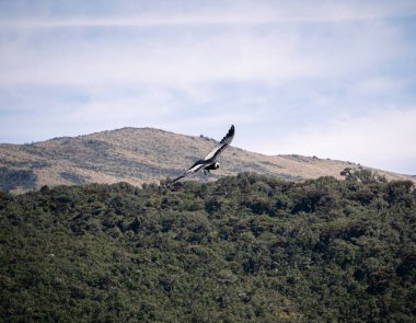 A majestic condor in the sky over Cauca, Colombia. clipart