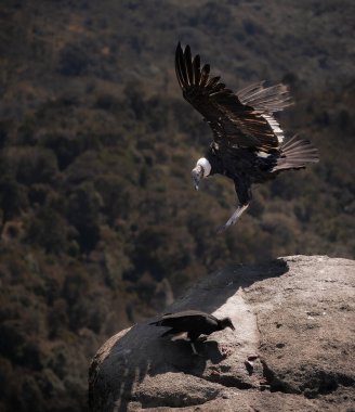 A majestic condor in the sky over Cauca, Colombia. clipart