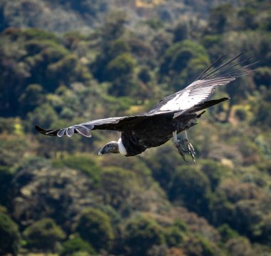 Kolombiya, Cauca üzerinde gökyüzünde görkemli bir akbaba..