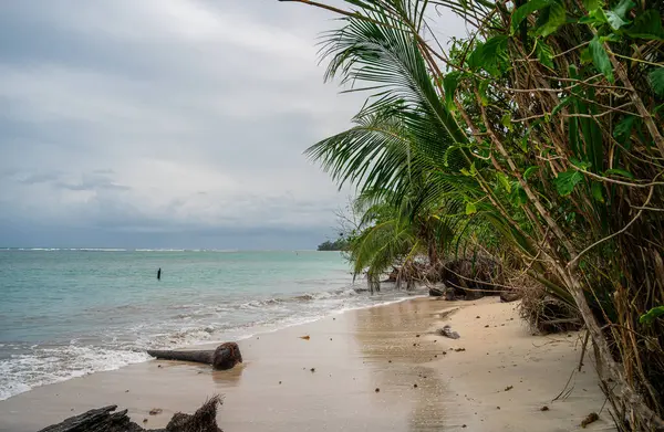 Kosta Rika 'daki Cahuita Milli Parkı manzarası