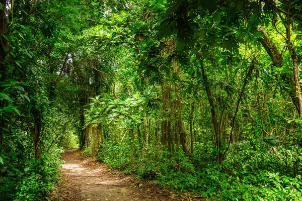Вид Национальный Парк Кахуита Коста Рика — стоковое фото
