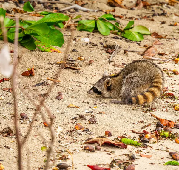 Raccoon Walking Beach Costa Rica — Stock Photo, Image