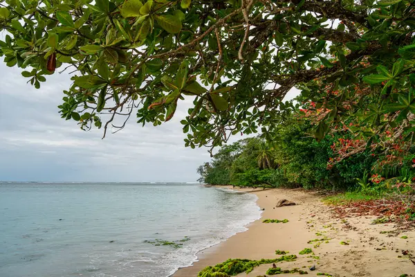 Scénický Pohled Národní Park Cahuita Kostarika — Stock fotografie