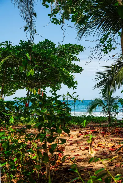 Kosta Rika 'daki Cahuita Milli Parkı manzarası