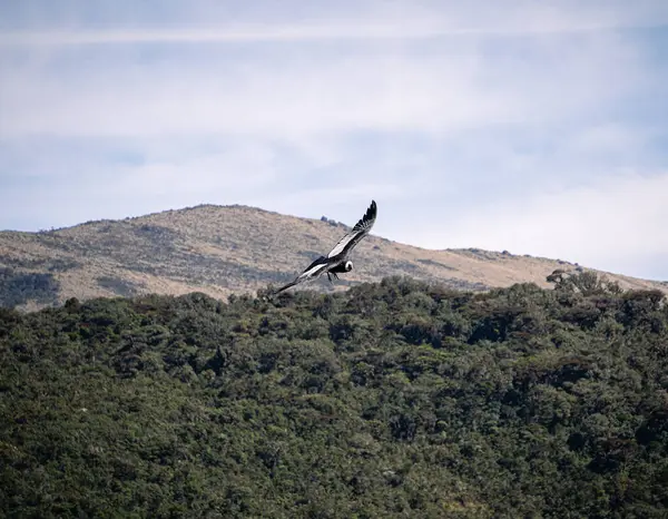 Majestic Condor Sky Cauca Colombia — Stock Photo, Image