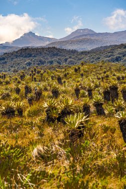 Kolombiya, Cauca 'daki Purace Ulusal Parkı manzarası