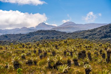 Kolombiya, Cauca 'daki Purace Ulusal Parkı manzarası