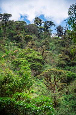 Kolombiya, Cauca 'daki Purace Ulusal Parkı manzarası