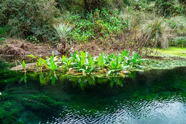 Сценический Вид Национального Парка Пурасе Кауке Колумбия — стоковое фото