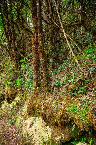 Scénický Pohled Národní Park Purace Cauce Kolumbii — Stock fotografie