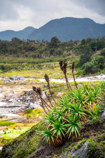 コロンビア コーカのピューレース国立公園の景観 — ストック写真