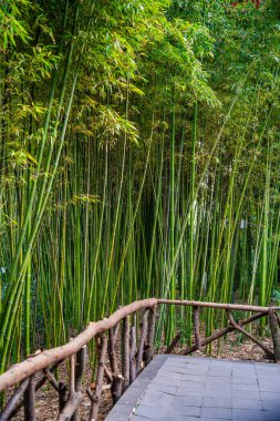 Wangjiang Pavilion 'daki bambu ormanının yolu (Wangjianglou Kulesi) Wangjianglou Parkı. Chengdu, Sichuan, Çin