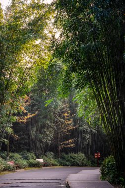 Wangjiang Pavilion 'daki bambu ormanının yolu (Wangjianglou Kulesi) Wangjianglou Parkı. Chengdu, Sichuan, Çin