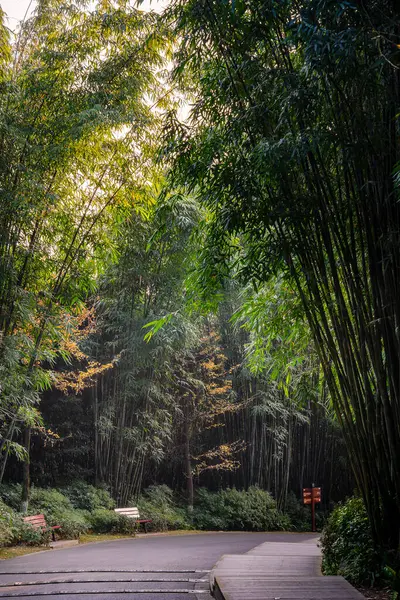 Caminho Floresta Bambu Pavilhão Wangjiang Torre Wangjiang Wangjianglou Park Chengdu — Fotografia de Stock