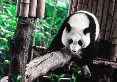 Şirin küçük panda Çin hayvanat bahçesindeki ahşap inşaatta tırmanıyor.