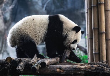 Şirin küçük panda Çin hayvanat bahçesindeki ahşap inşaatta tırmanıyor.