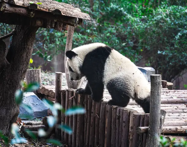 Retrato Lindo Panda Zoológico China —  Fotos de Stock
