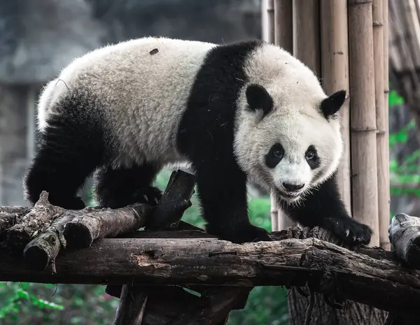 Niedlicher Kleiner Panda Klettert Auf Holzkonstruktion Zoo China — Stockfoto
