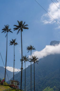 Quindio, Kolombiya 'daki Cocora Valley' in güzel manzarası, HDR Görüntü