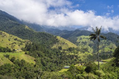 Quindio, Kolombiya 'daki Cocora Valley' in güzel manzarası, HDR Görüntü