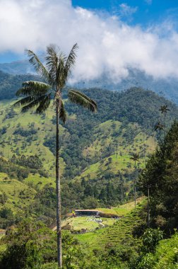 Quindio, Kolombiya 'daki Cocora Valley' in güzel manzarası, HDR Görüntü