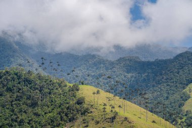 Quindio, Kolombiya 'daki Cocora Valley' in güzel manzarası, HDR Görüntü