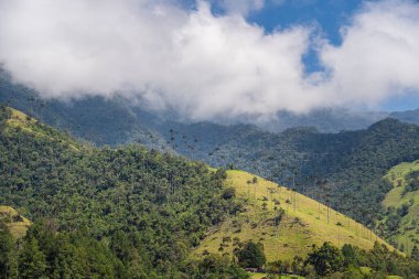 Quindio, Kolombiya 'daki Cocora Valley' in güzel manzarası, HDR Görüntü