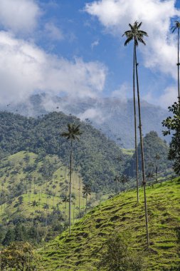 Quindio, Kolombiya 'daki Cocora Valley' in güzel manzarası, HDR Görüntü