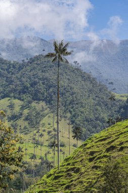 Quindio, Kolombiya 'daki Cocora Valley' in güzel manzarası, HDR Görüntü
