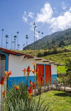 Quindio, Kolombiya 'daki Cocora Valley' in güzel manzarası, HDR Görüntü