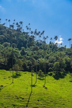 Quindio, Kolombiya 'daki Cocora Valley' in güzel manzarası, HDR Görüntü