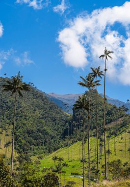 Quindio, Kolombiya 'daki Cocora Valley' in güzel manzarası, HDR Görüntü