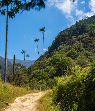 Quindio, Kolombiya 'daki Cocora Valley' in güzel manzarası, HDR Görüntü