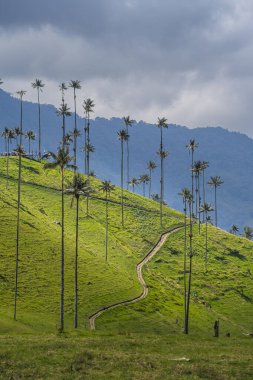 Quindio, Kolombiya 'daki Cocora Valley' in güzel manzarası, HDR Görüntü