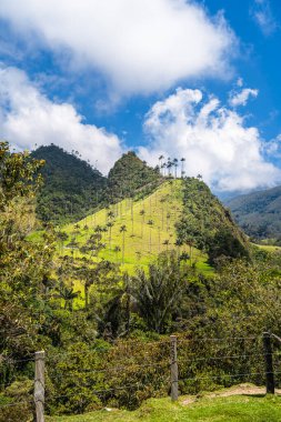 Quindio, Kolombiya 'daki Cocora Valley' in güzel manzarası, HDR Görüntü