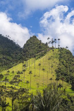 Quindio, Kolombiya 'daki Cocora Valley' in güzel manzarası, HDR Görüntü