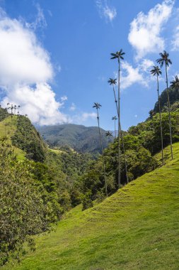 Quindio, Kolombiya 'daki Cocora Valley' in güzel manzarası, HDR Görüntü