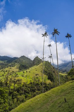 Quindio, Kolombiya 'daki Cocora Valley' in güzel manzarası, HDR Görüntü