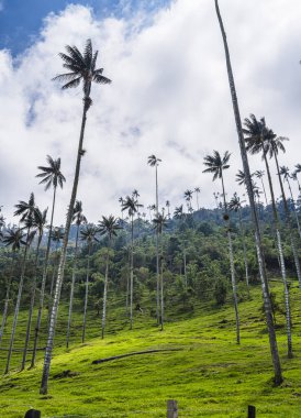 Quindio, Kolombiya 'daki Cocora Valley' in güzel manzarası, HDR Görüntü