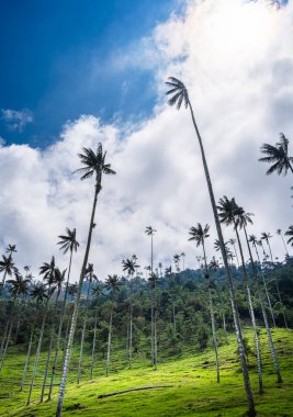 Quindio, Kolombiya 'daki Cocora Valley' in güzel manzarası, HDR Görüntü