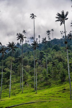 Quindio, Kolombiya 'daki Cocora Valley' in güzel manzarası, HDR Görüntü