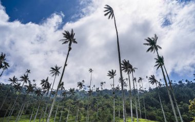 Quindio, Kolombiya 'daki Cocora Valley' in güzel manzarası, HDR Görüntü