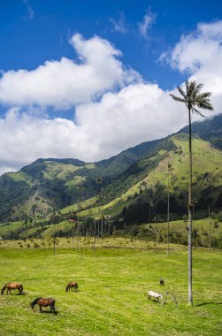 Quindio, Kolombiya 'daki Cocora Valley' in güzel manzarası, HDR Görüntü